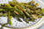 Gluten-Free Roasted Parmesan Asparagus